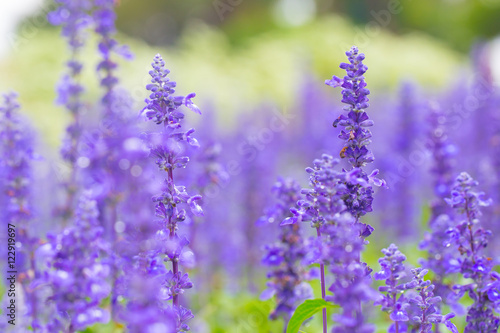 Lavender flower.