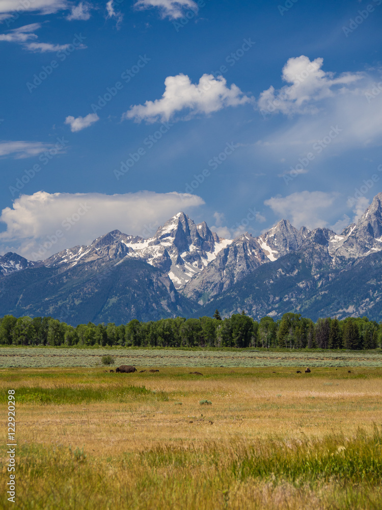 Sunny day on the calm meadow