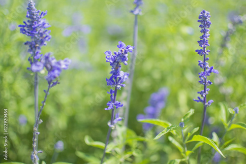 Lavender flowers in the field