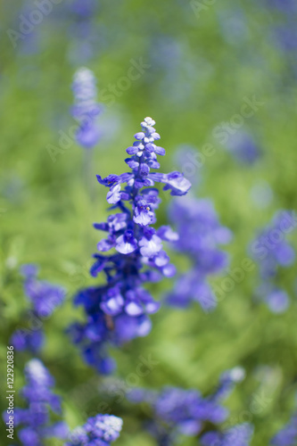 Lavender flowers in the field