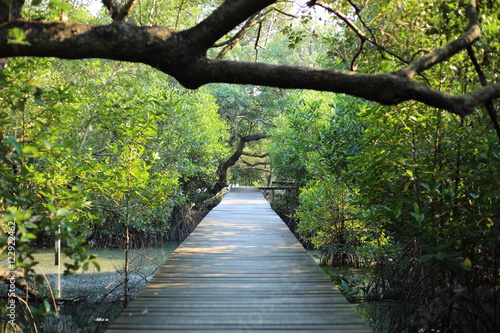 Walkway of mangrove forest in Rayong at Thailand