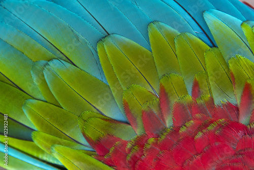 Beautiful macaw feathers photo