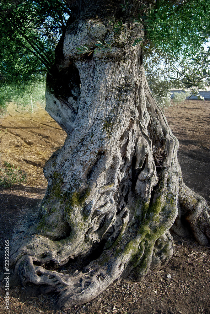 centuries-old trunk of olive tree centuries-old trunk of olive tree