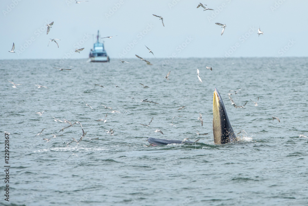 Fototapeta premium Bryde's whale, Eden's whale in Gulf of Thailand