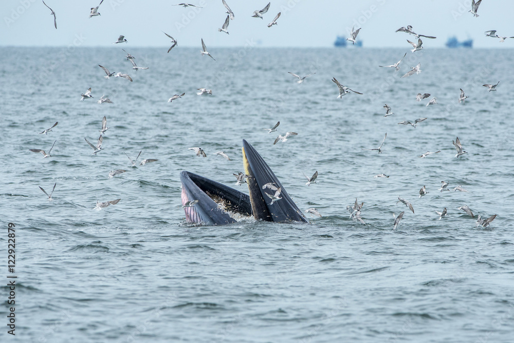 Naklejka premium Bryde's whale, Eden's whale in Gulf of Thailand