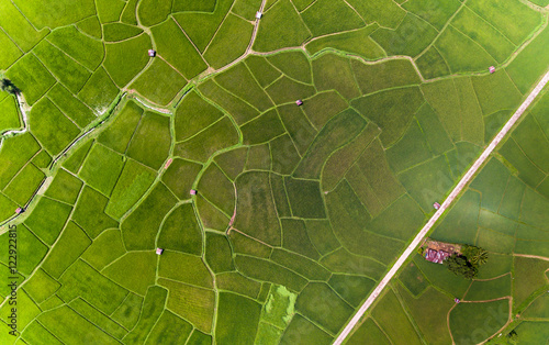 Rice farm Map, Bird Eye View
