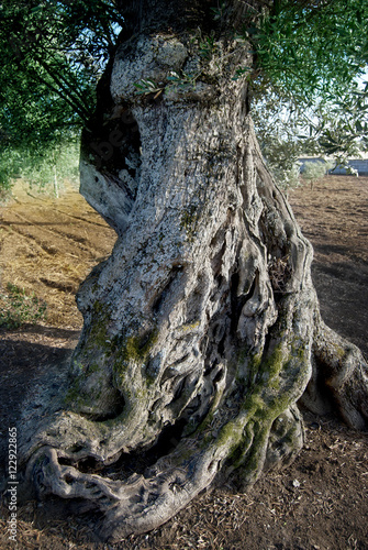 centuries-old trunk of olive tree