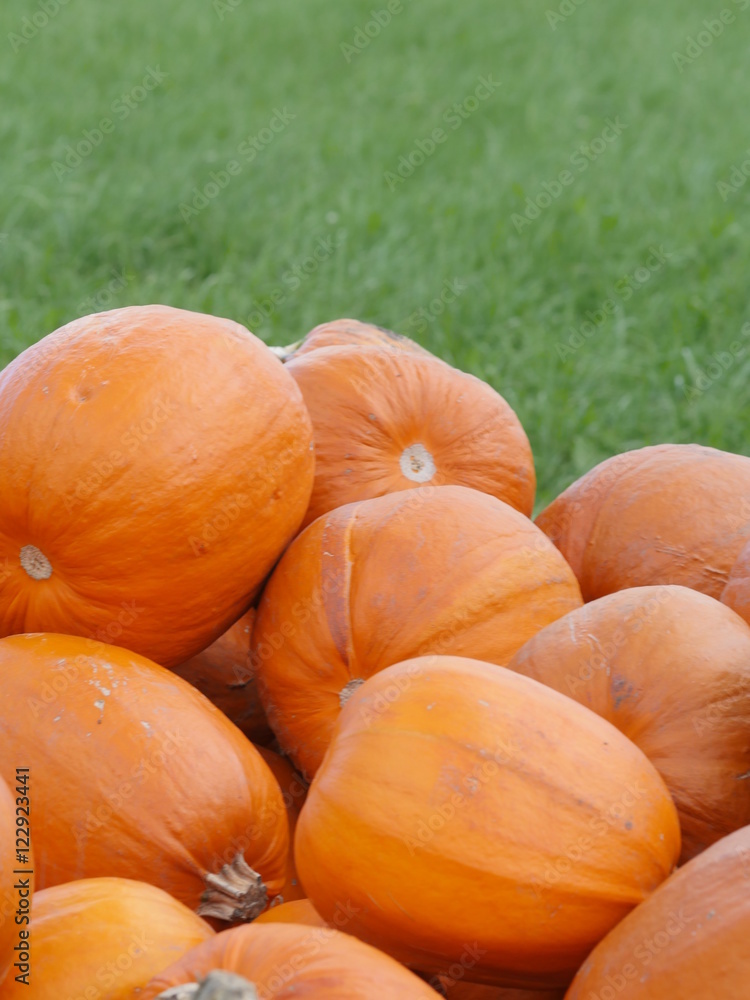 Orange Helloween pumpkins outdoors Orange Helloween pumpkins outdoors