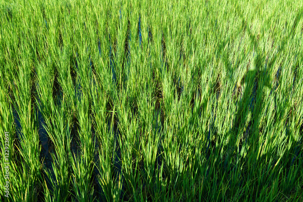 Obraz premium rice sprout ready to growing in the rice field