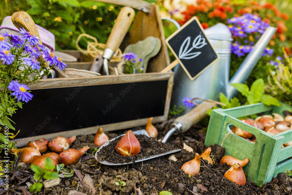 Flower bulbs and garden accessories for planting. Gardening. 