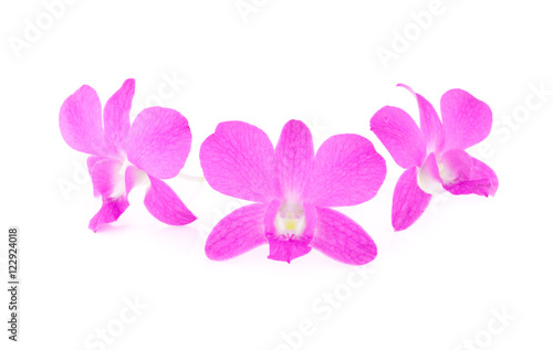 fresh violet orchid on white background