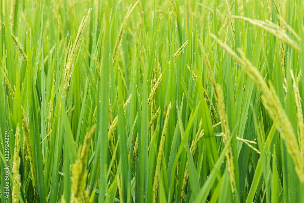 rice sprout ready to growing in the rice field. with selective f