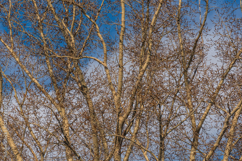 branches sky abstract background branches sky abstract background