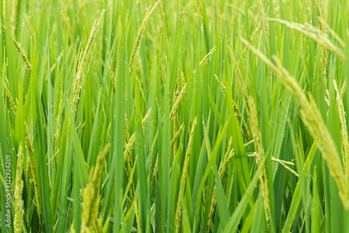 rice sprout ready to growing in the rice field. with selective f