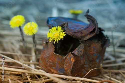 Yellow flowers growing up in an old tin can in the spring