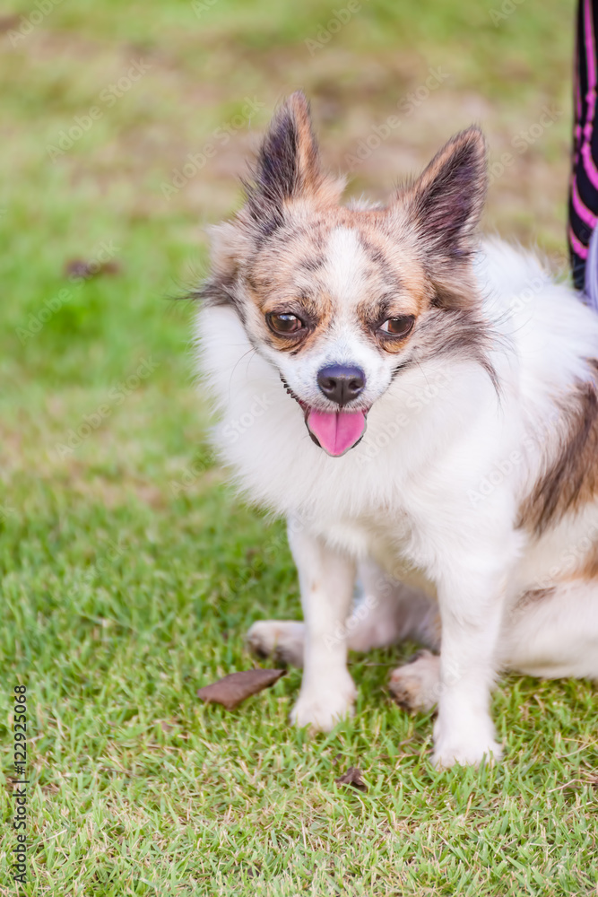 chihuahua in Public park