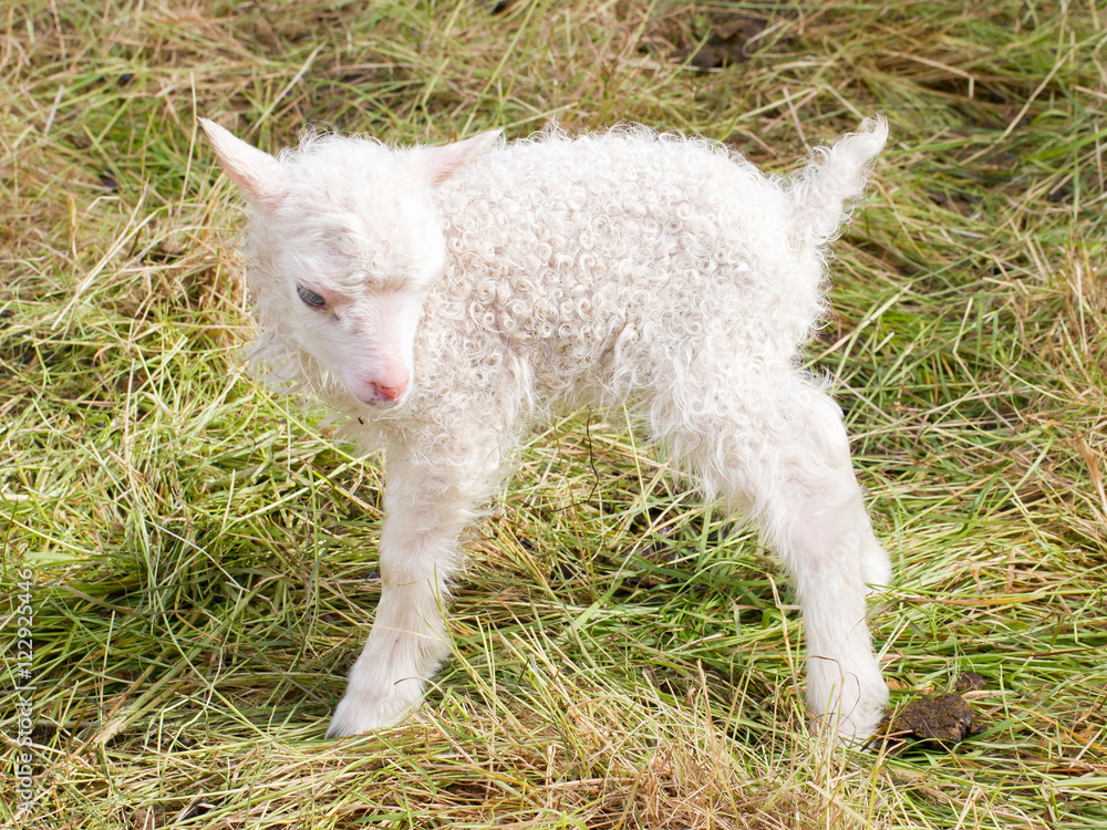 Little newborn lamb standing on the grass Little newborn lamb standing on the grass