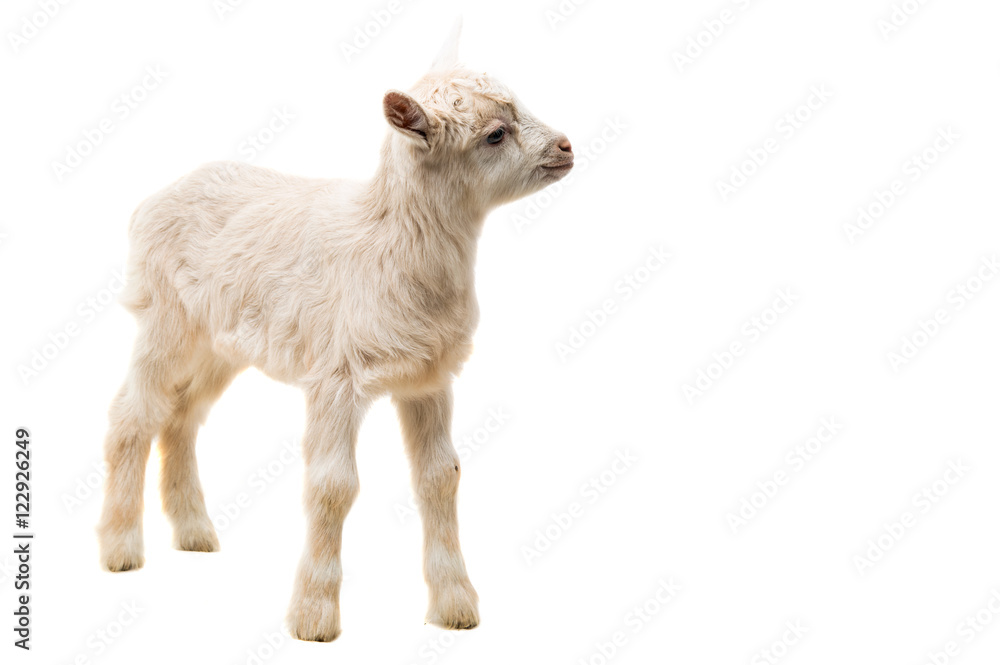 Fototapeta premium little goatling