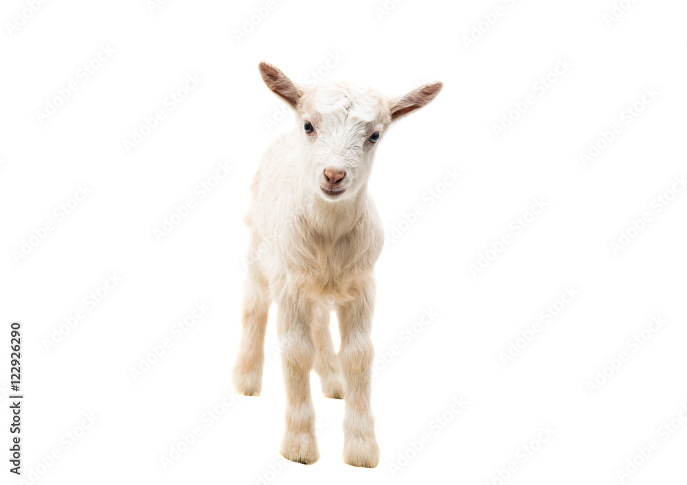 little goatling little goatling