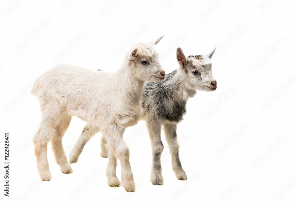 Obraz premium little goatling
