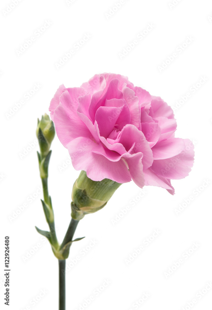 pink carnation pink carnation