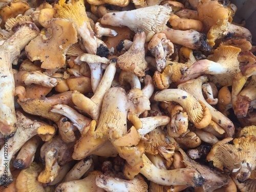 Heap of mushrooms
