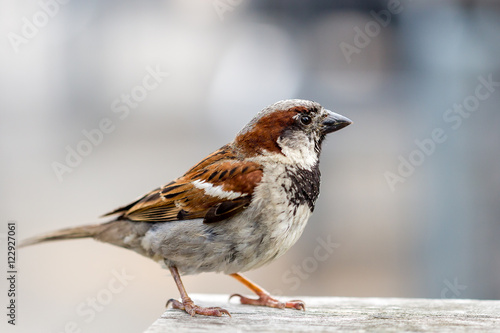 an isolated sparrow on the corner of a table