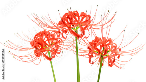 Fototapeta Naklejka Na Ścianę i Meble -  Red spider lily flowers, or Lycoris radiata, isolated on white background