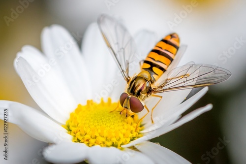 a hoverfly eating from a daisy flower photo