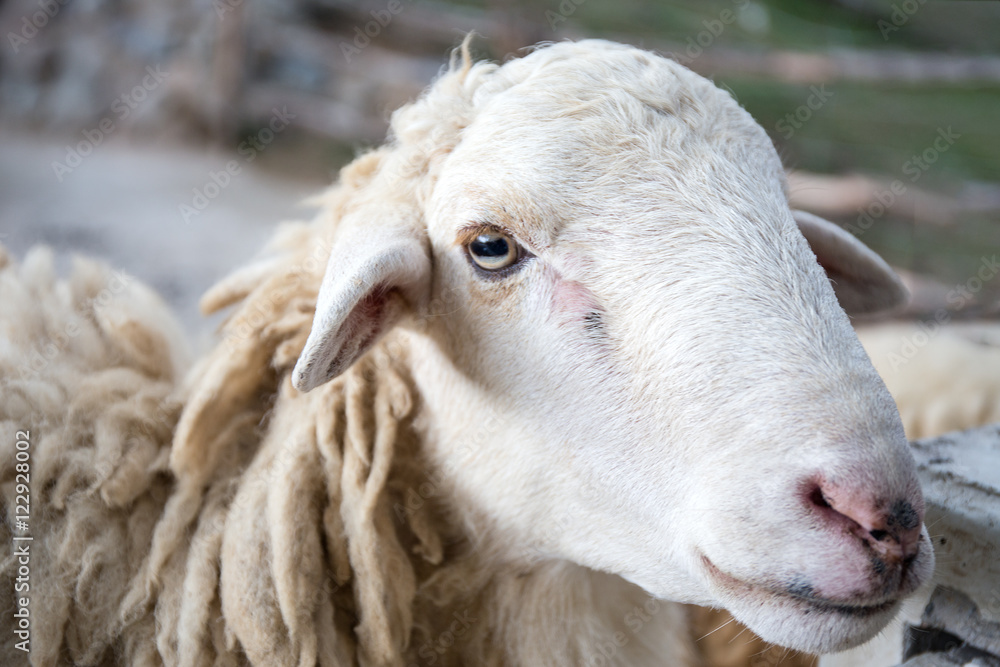 Naklejka premium white sheep face close up