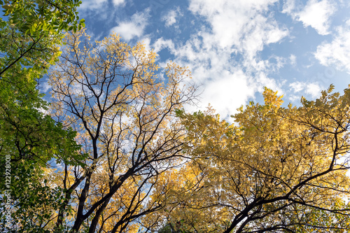 autumn cold blue sky with clouds and tops of trees with yellow leaves