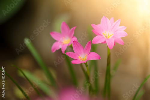 Beautiful rain lily flower. Zephyranthes Lily  Fairy Lily  Littl