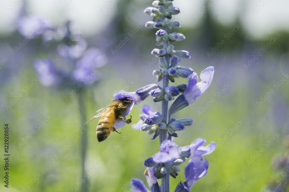 Fototapeta premium Bee on a lavender flower.