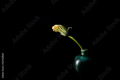 Wallpaper Mural fresh yellow pumpkin flower on black ground. Torontodigital.ca