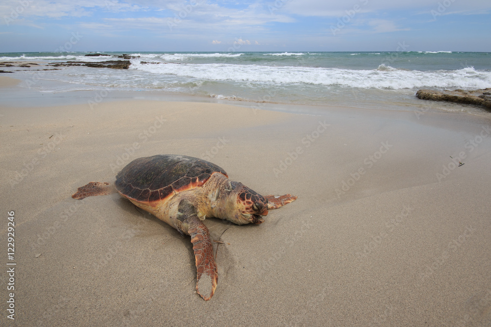Obraz premium tartaruga marina (Caretta Caretta), ferita, sulla spiaggia di San Foca - Salento