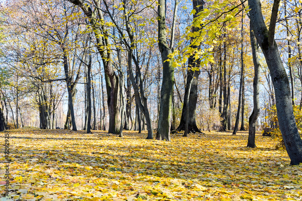 Fototapeta premium beautiful autumn landscape with bare maple trees and fallen yellow leaves in park