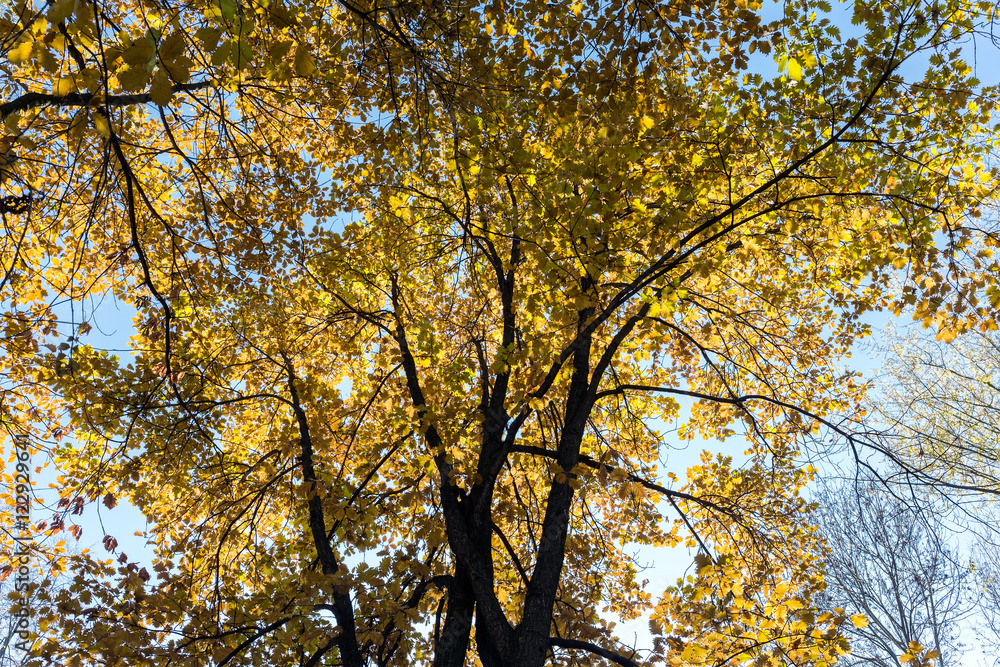 treetops with yellow golden foliage in autumn on blue sky background