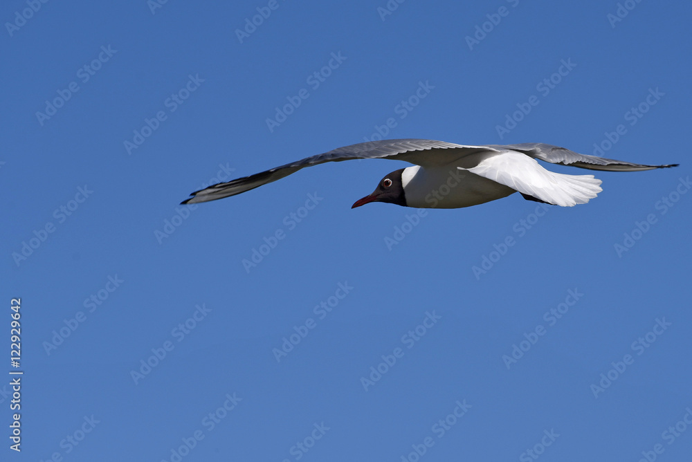 Obraz premium seagull bird sky