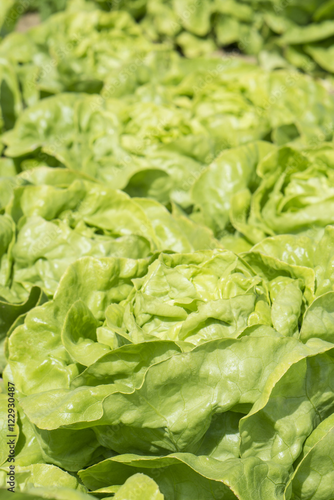 Salad on a bed Salad on a bed