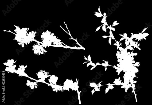sakura three white branches silhouettes © Alexander Potapov