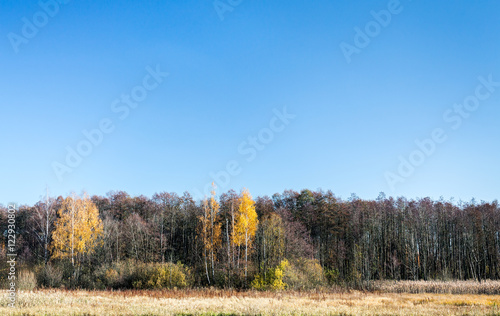 autumn forest with bare trees and yellow leaves against blue sky background