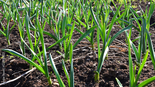 Wallpaper Mural garlic plant vegetable garden Torontodigital.ca