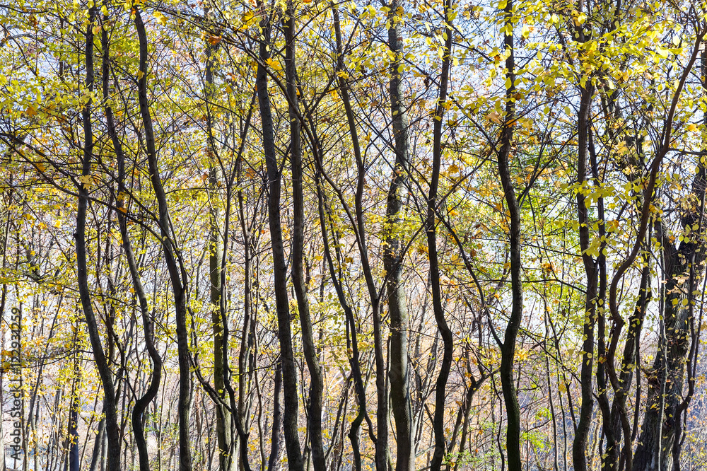 bare trees with yellow leaves in autumn forest. fall scene. bare trees with yellow leaves in autumn forest. fall scene.
