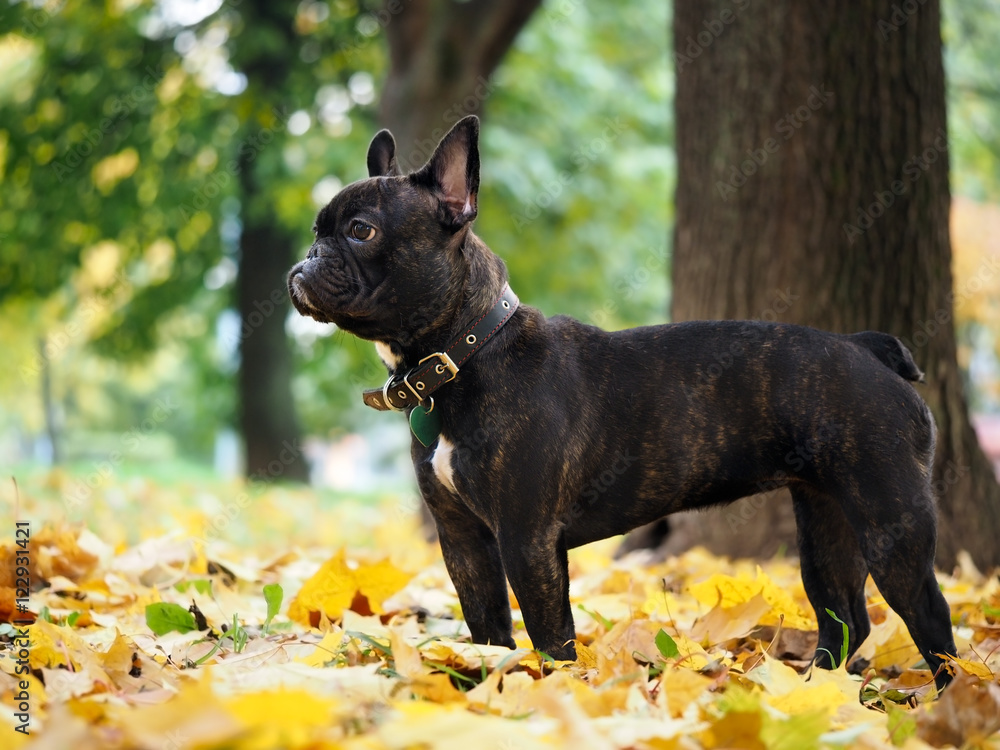 Black dog in a park amongst autumn leaves