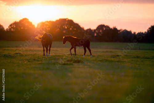 Fototapeta Naklejka Na Ścianę i Meble -  Mother horse with foal on farm land at sunset. Geesteren. Achter