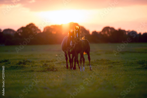 Mother horse with foal on farm land at sunset. Geesteren. Achter © ysbrandcosijn