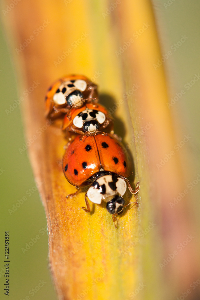 Obraz premium Lady bugs on a green leaf. 