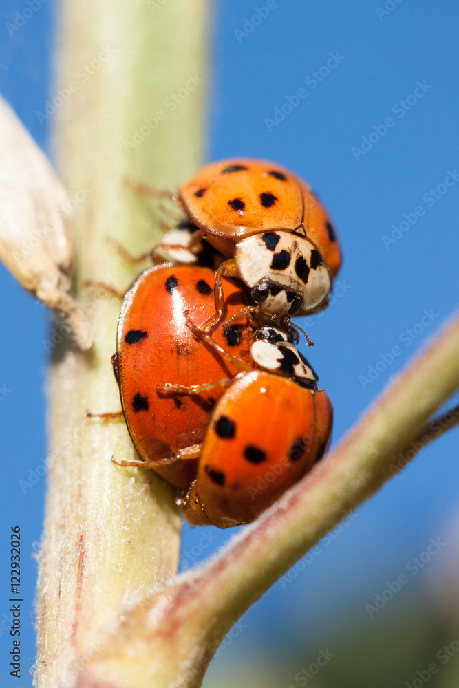 Obraz premium Lady bugs 