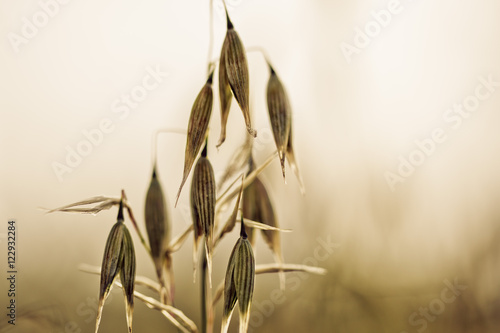 Oat plants on the acre in Summer