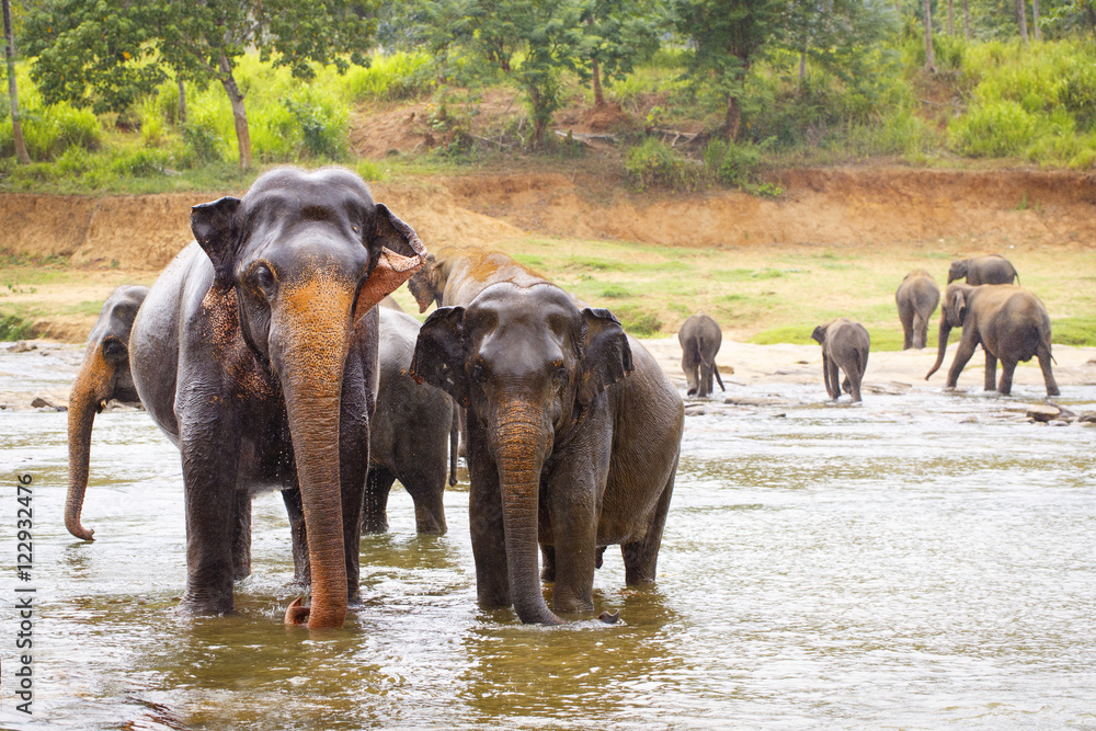 Fototapeta premium sri lanka elephant